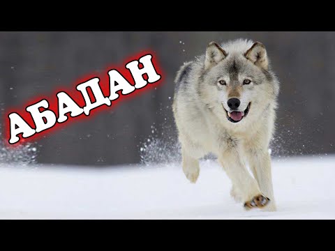 Video: Бадыраңга арналган эстелик кайда