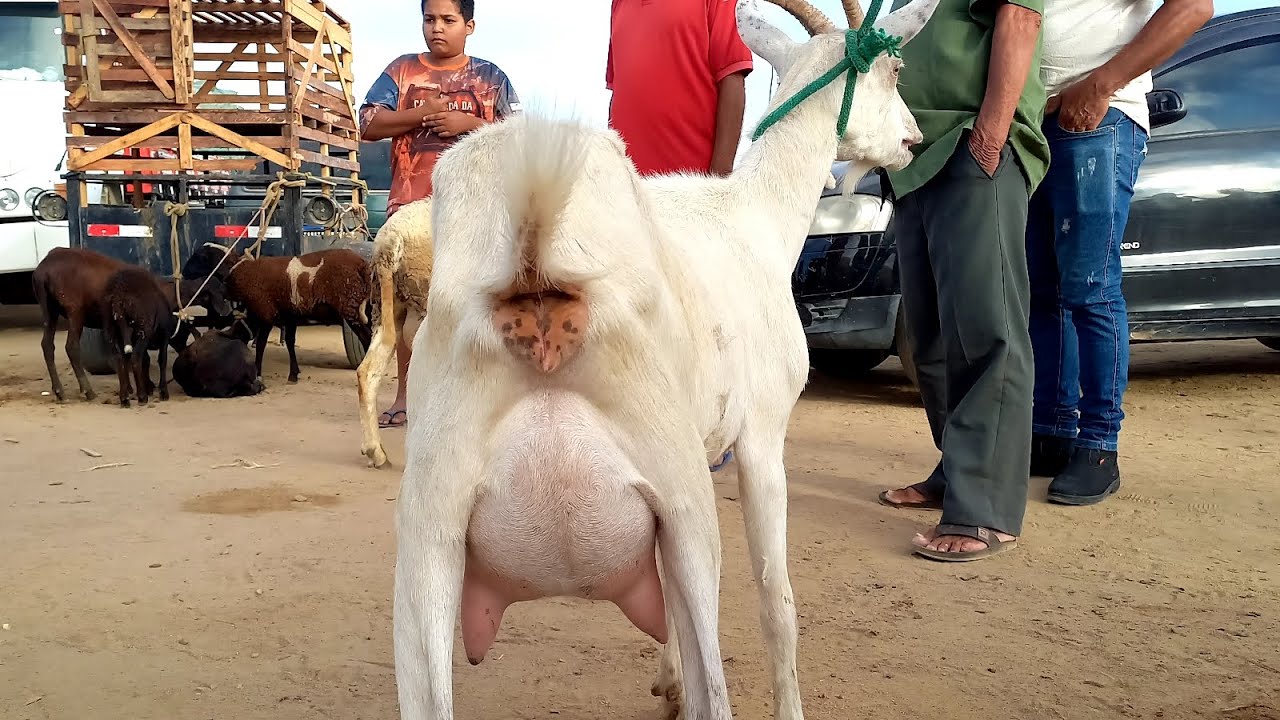 Feira das Ovelhas Posto Alto Serra Pe.14/12/25