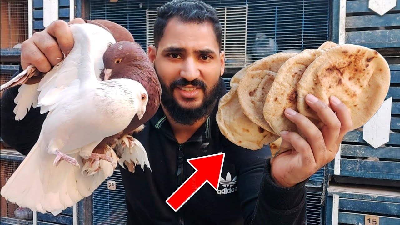 فوائد العيش او الخبز للحمام والطيور واضراره 👌والطريقه الصحيحه لاستخدامه