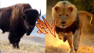 Amazing Wild Animals Attacks - Wild Animal Fights Caught On Camera | Wild Animals Ultimate Fights