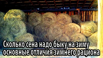Сколько сена надо быку на зиму основные отличия зимнего рациона