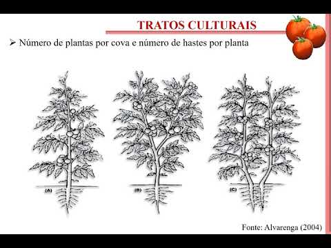Vídeo: Cultivo De Tomates Espinhosos
