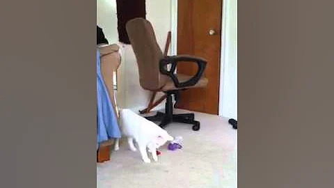 Video 1271781: odd eyes turkish angora, cat fetching