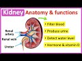 Kidney anatomy  function  easy learning