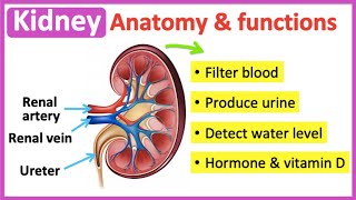 Kidney anatomy & function | Easy learning video