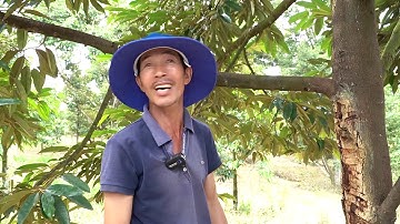 Kinh nghiệm phòng trị nứt thân xì mủ trên cây sầu riêng   phần 1