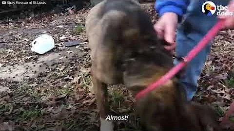 They Need To Save This Starving Dog From A Bolted ...