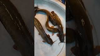 Fresh Machhli #viral #fish #video #trending #short #shorts #blog #fishing #bd #videos #village