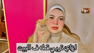 لو اول مره تربي قطه او عايز تربي قطه لازم تشوف الفيديو دا