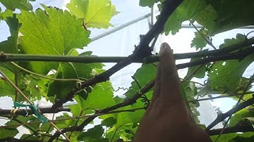 Hướng dẫn xử lý cây nho chuẩn bị cắt cành cấp...lh .0369274579