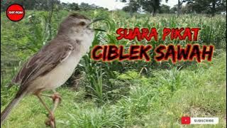 Mp3 pikat ciblek sawah paling ampuh!!!