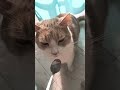 #cat #chatstory #tendencia #viral #fypp #gatosdomésticos #chats #gatoshermosos #katze #cats #fypage