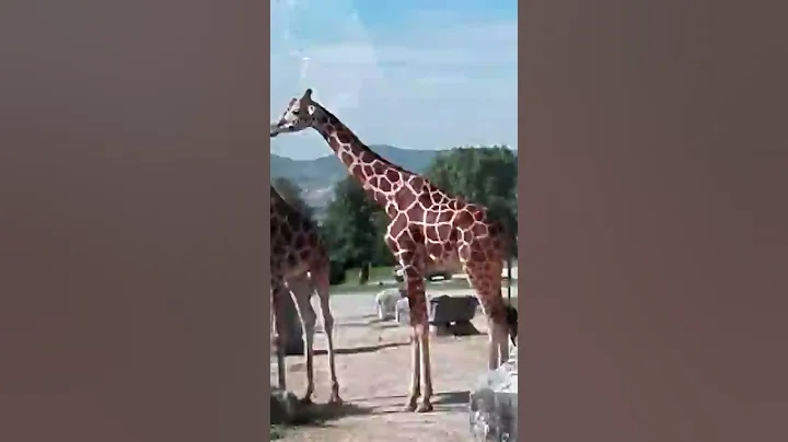 Jirafa en African Zafari.