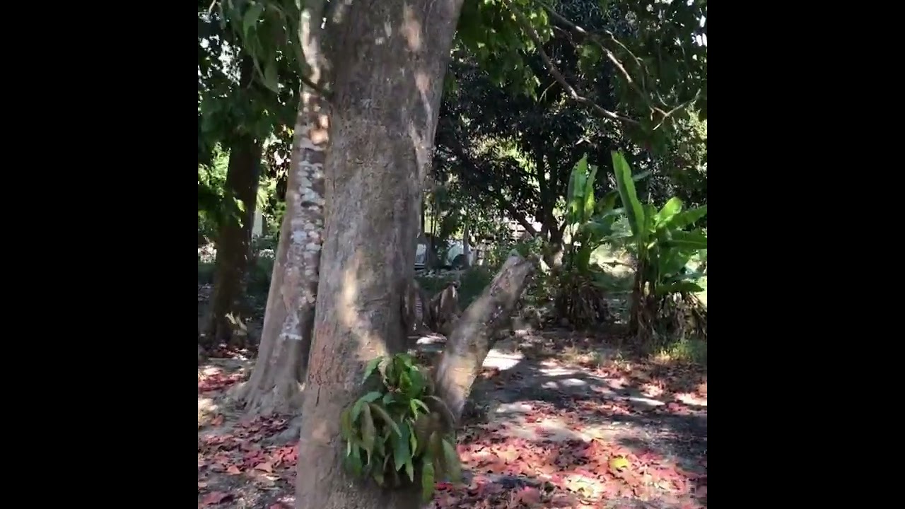 บ้านสวนร่มรื่นใกล้ตลาด1ไร่83ตรว.ต.ชำแระอ.โพธารามจ(.ราชบุรี