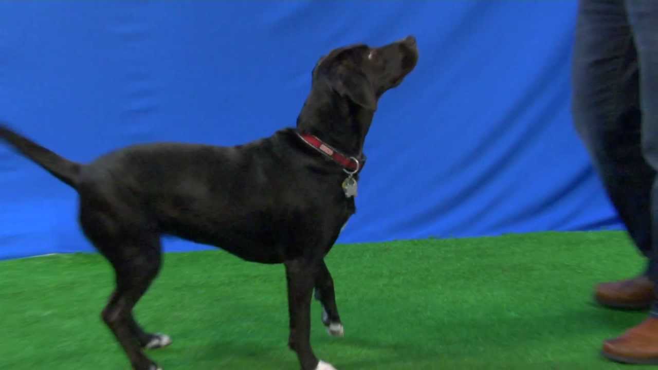 Top Dog Tricks with Chomp at Talent Hounds