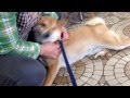 柴犬どんぐり、ブリーダーのおばあちゃんの所に里帰りして大喜び