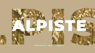 ¿Conoces el alpiste?