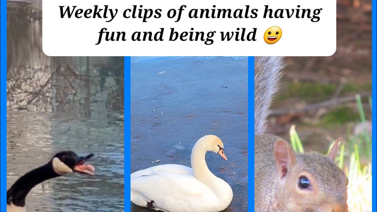 Swans, ducks Weekly clips of animals having fun and being wild 😀 - YouTube