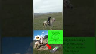 🔥🔥АЙҒЫР САТЫЛАДЫ🔥🔥#малбазар2023 #compilation #horse #horseriding #war #rek #жеребец