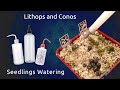 Полив сеянцев литопсов и конофитумов / Lithops and Conos seedlings watering