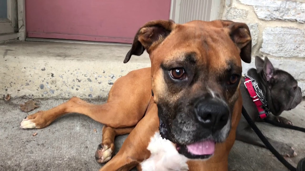 Cash and Koda go downtown - YouTube