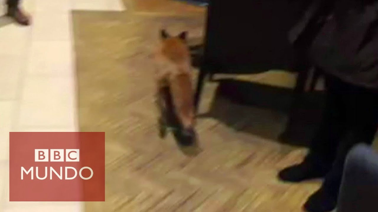 Un zorro se cuela en la cafeteria de la BBC bbc news kashmir