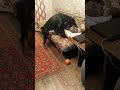 Утро собачника 🤣/Dog lover&#39;s morning