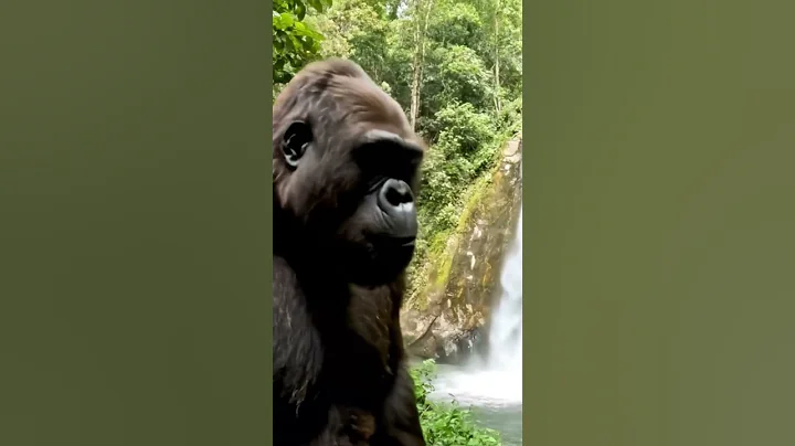 bigfoot vlog shorts veo3 🎀🐒 | #veo3 #funny #bigfoot #animals #cute #aimonkeyvlog #funnyanimals #ai