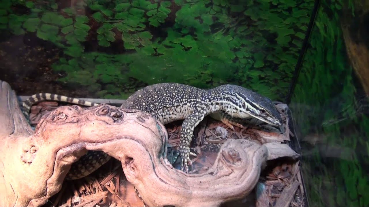 Argus Monitors For Sale. Buy at Big Apple Pet with Same Day Shipping