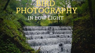 WILDLIFE PHOTOGRAPHY | PHOTOGRAPHING DIFFICULT BIRDS IN LOW LIGHT | Canon 1DX Mk 2 600mm F4 IS