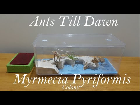 Ants Till Dawn