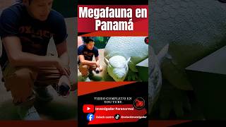 #megafauna en #panamá