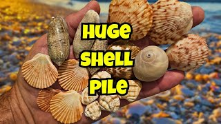 Ever SEE a HUGE SHELL Pile? DON'T MISS this one 👀