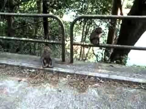 monkey