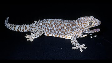 How Geckos Helped JPL Make Some Really Cool Robotics