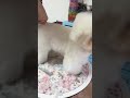 What Makes a Perfect Dog Grooming Scissor? You’ll See It Here ✨
