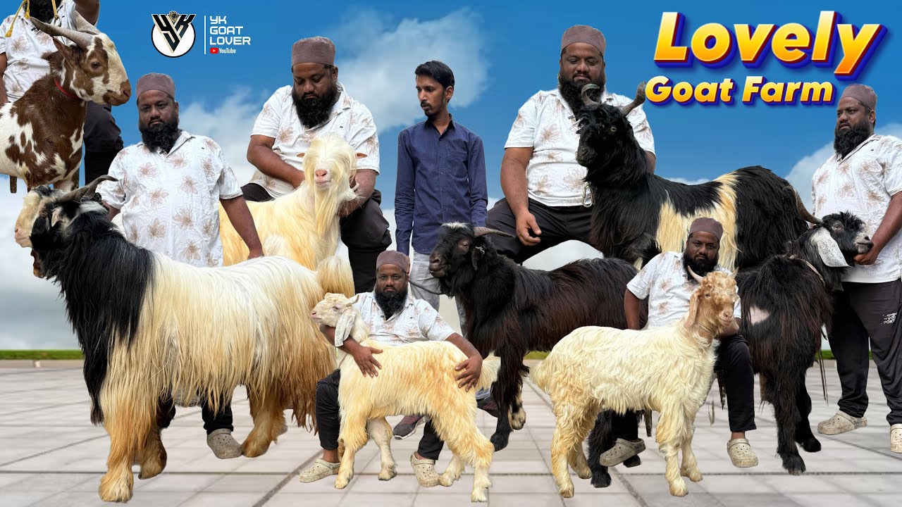 Прекрасная козья ферма ке Шандар Пуна Климатический набор Кашмири Синдхи Барбари Бантамские козы ...