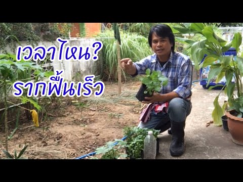 ลงกล้าพริก มะเขือ เวลาไหน? รากฟื้นเร็ว | เกษตรกรชาวบ้าน