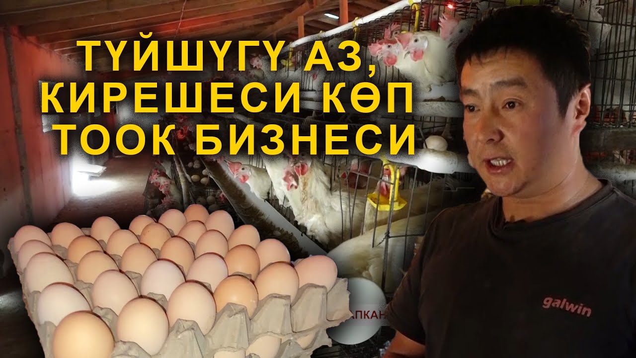 ТООК ФЕРМА АЧЫП, КИРЕШЕ ТАПКАН ЖАШ ҮЙ-БҮЛӨ