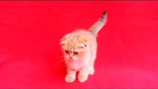 Питомник кошек Nanotigr. Продажа.Кошечка Чинзано Питомник кошек Nanotigr. Продажа.Кошечка Чинзано