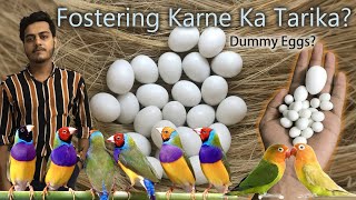 Fostering Karne Ka Best Tarika? Common Birds ko dummy eggs pe train karein || Why Dummy Eggs?