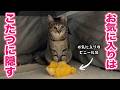 気に入った物をせっせとコタツに運び込むようになった猫がかわいい
