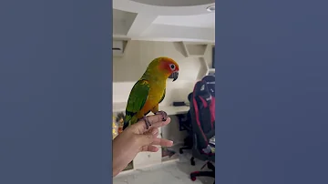 When Julie Was Young Sun Conure Birds Sunconure Parrot Julie Lovebirds Creaturelives 