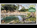 Disney's Kilimanjaro Safari **FULL 4K** Ride Experience | Animal Kingdom
