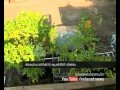 Thampy Mathew's Aquaponics farming Haritham