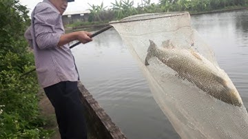 CÂU CÁ TRẮM CỎ [Đồ Câu Hải Đăng ]