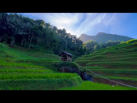 suling jawa merdu dengan suasana alam pedesaan, cocok buat yang kangen kampung halaman