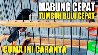 BIAR GA SALAH‼️ini caranya burung mabung dengan cepat