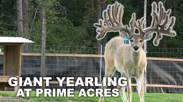 Money Talks at Prime Acres Whitetails