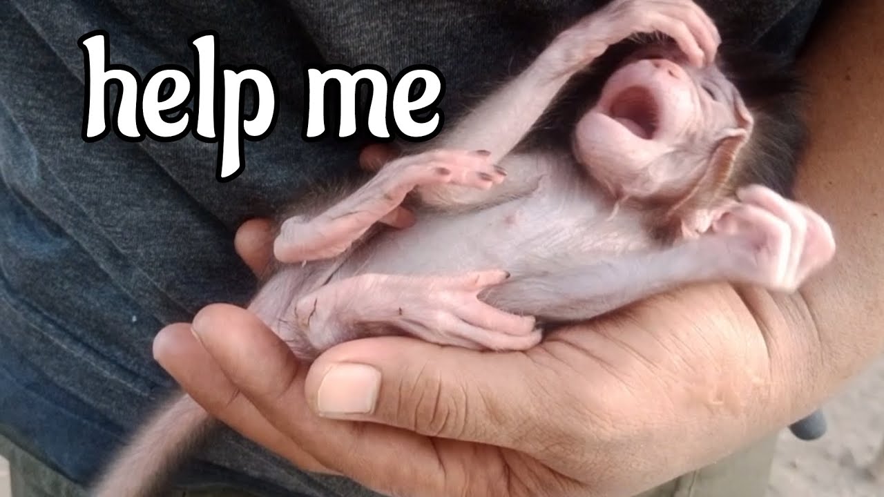 The peculiarity of baby monkeys when being carried